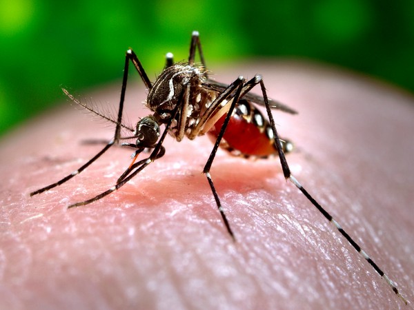 Dengue Fever in Gedaref: Cases at Homes Exceed Those in Hospitals