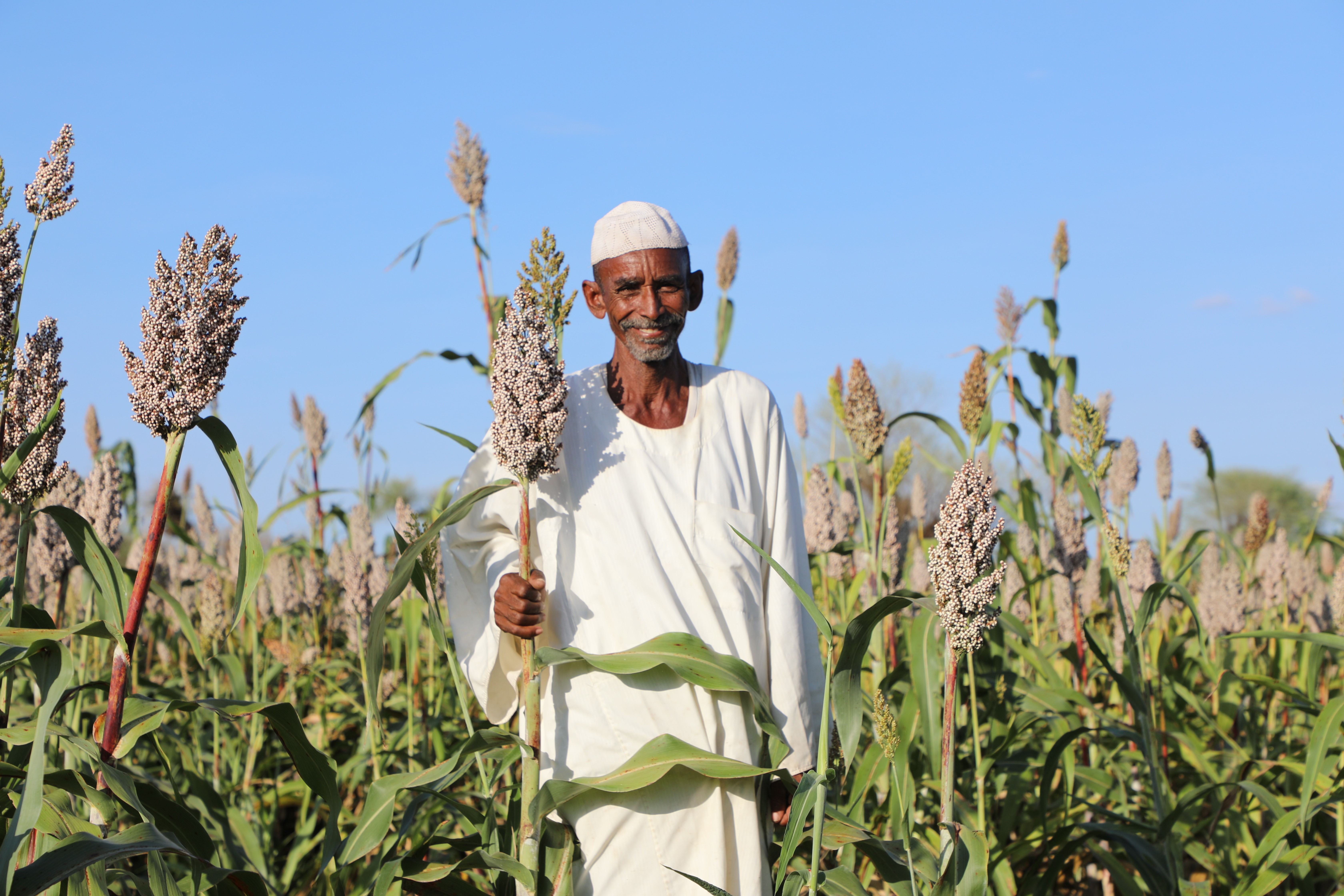 FAO Appeals for Support to Food Production Needs in Sudan