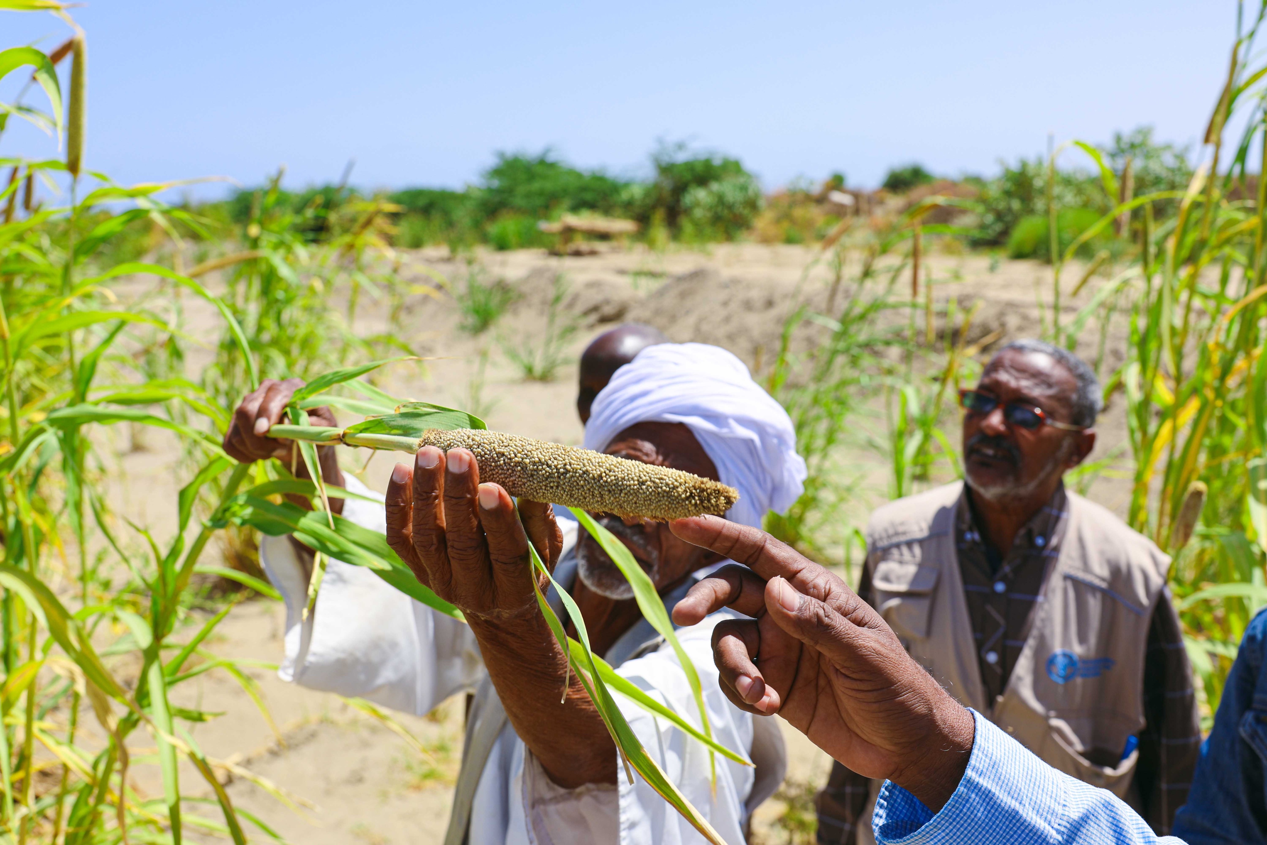 Decline in Agricultural Output in Sudan by Nearly Half