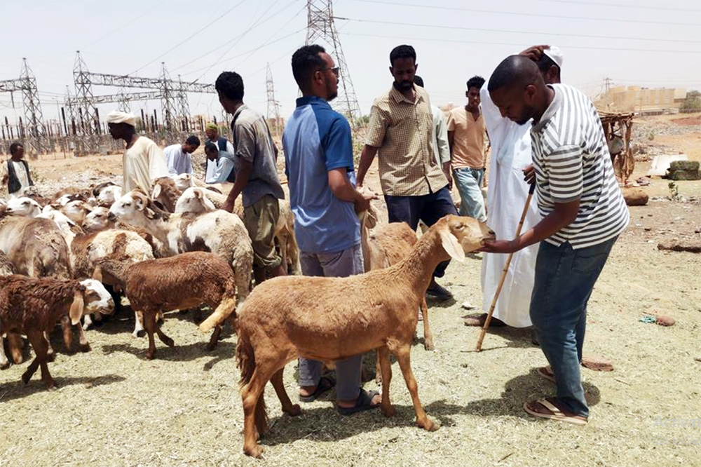 High prices of al-Adha sheep in war-stricken Sudan