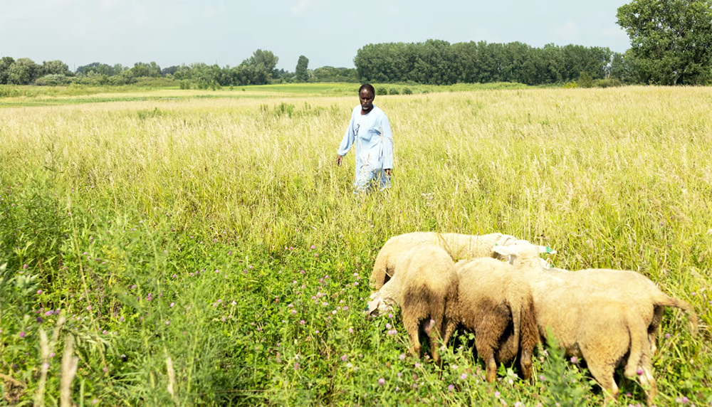 Sudanese farm grows connection in Minnesota amid conflict at home