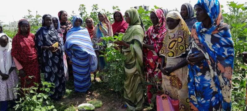 تحت رماد الحرب: مزارعو وسط السودان يكافحون لإحياء أراضيهم