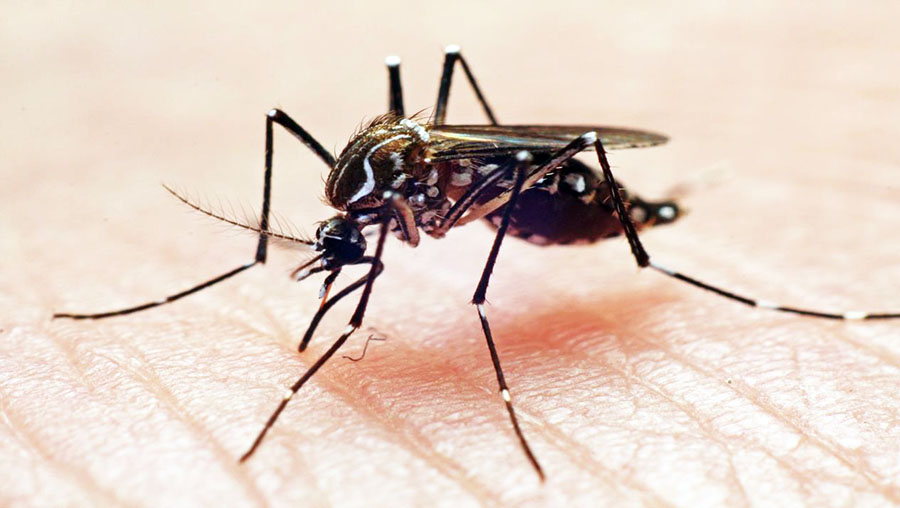 Dengue fever disrupts school in Gezira State