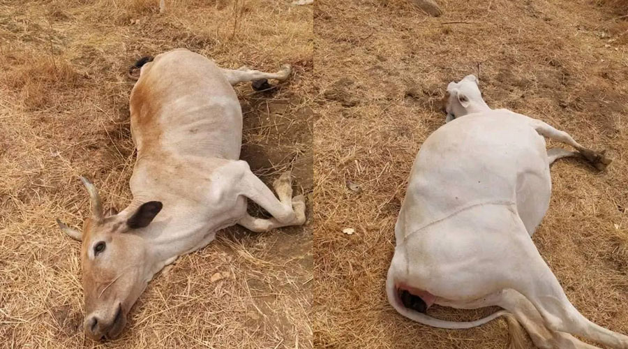 Environmental Disaster in South Kordufan