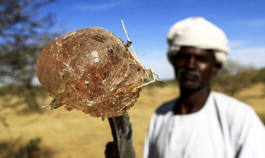 منظمة هولندية: كيف تغذي تجارة الصمغ العربي الحرب في السودان