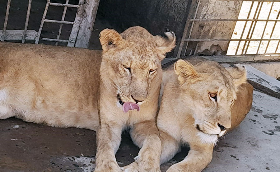 A Lion and a Lioness Among the War-Displaced Return to Khartoum