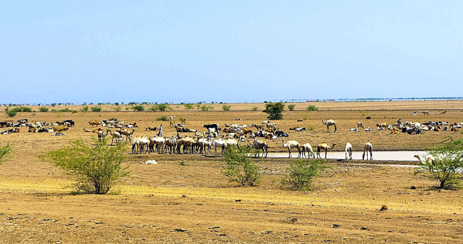 Sudan’s Nomads Trapped as Insecurity and Ethnic Divisions Escalate with War