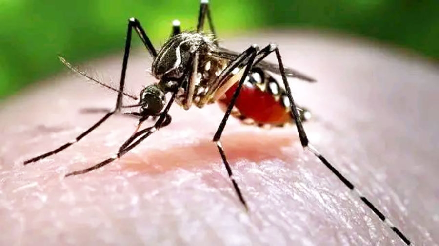 Dengue Fever Spreads Across River Nile State Amid Escalating Health Crisis