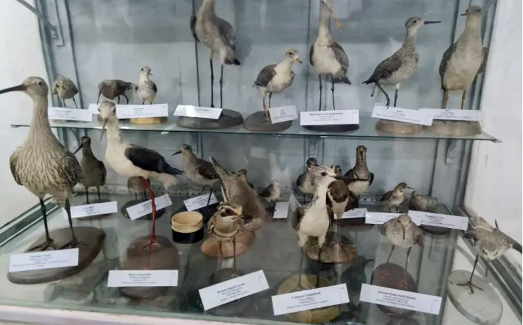 Theft of Rare Specimens from the Natural History Museum of Sudan